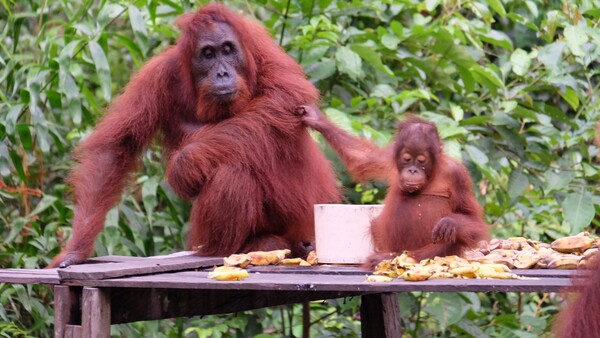 팜유 농장으로 황폐화된 보르네오의 정글 속 오랑우탄 보호소 @ 사진 이성희