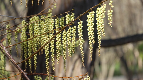 완도술꽃나무 @ 사진 이성희